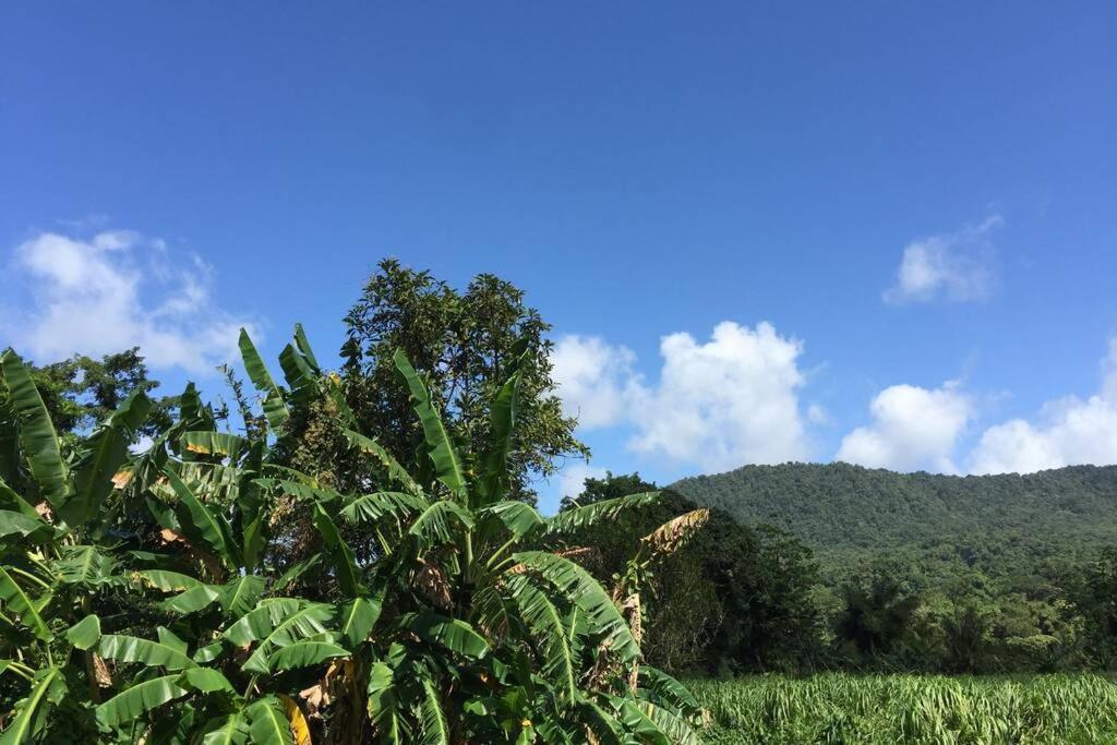 شقة Logement En Pleine Verdure Tropicale -10 Min Plage Le Morne-Rouge المظهر الخارجي الصورة