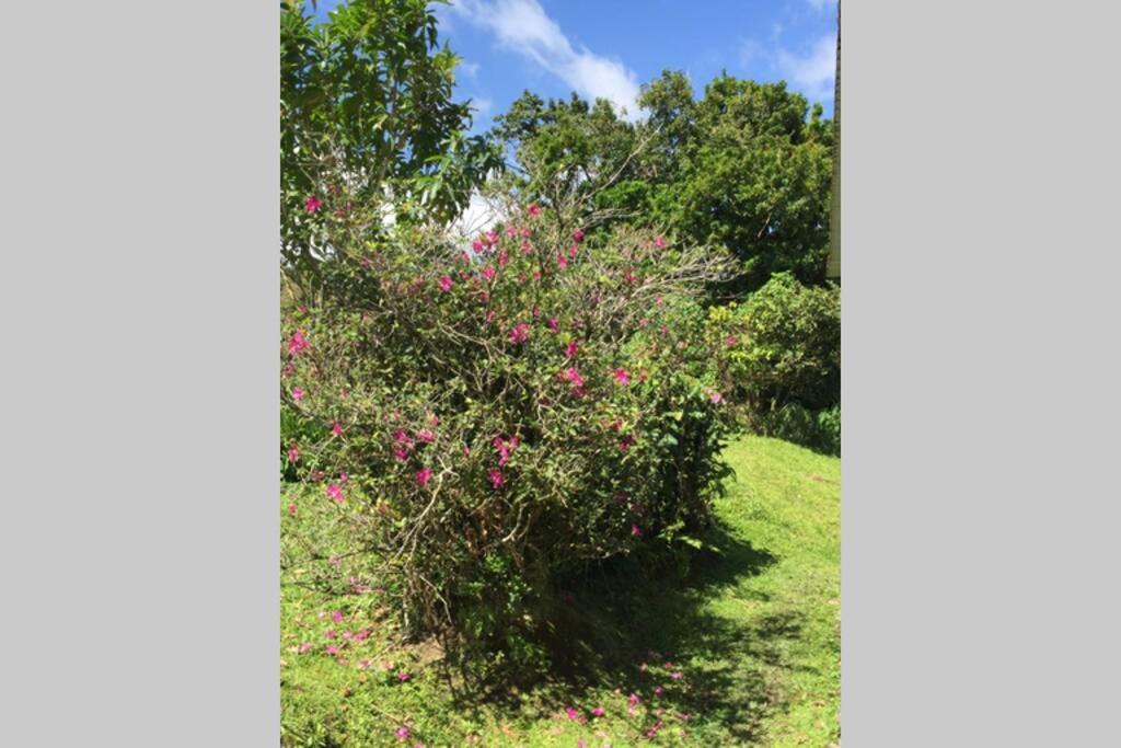 شقة Logement En Pleine Verdure Tropicale -10 Min Plage Le Morne-Rouge المظهر الخارجي الصورة